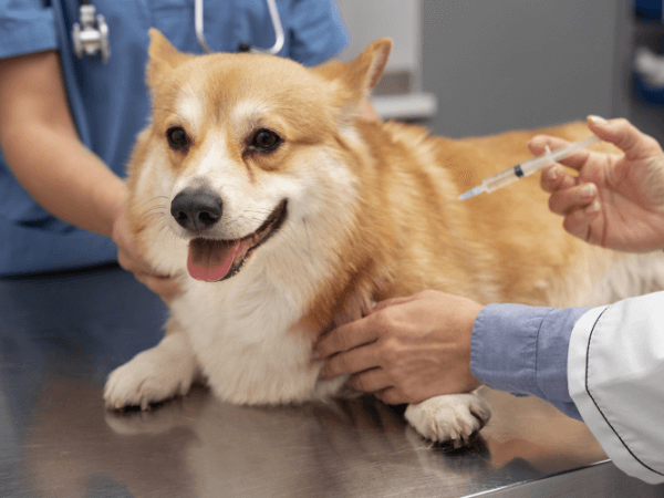 Dog taking vaccine