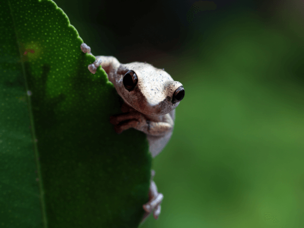 Frog on Leaf