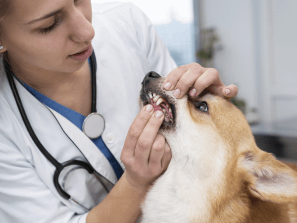 Female Doctor examining the dog is teeth